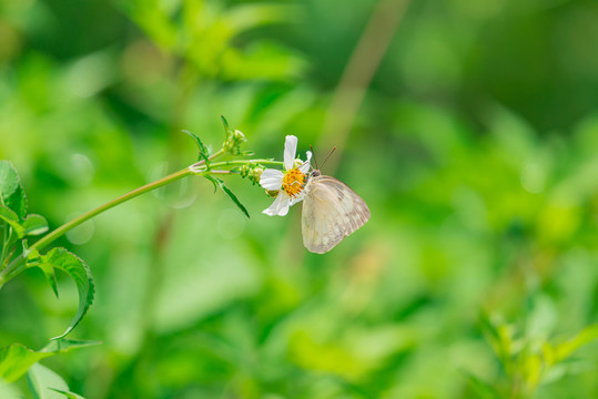 夏季野草上的白色蝴蝶