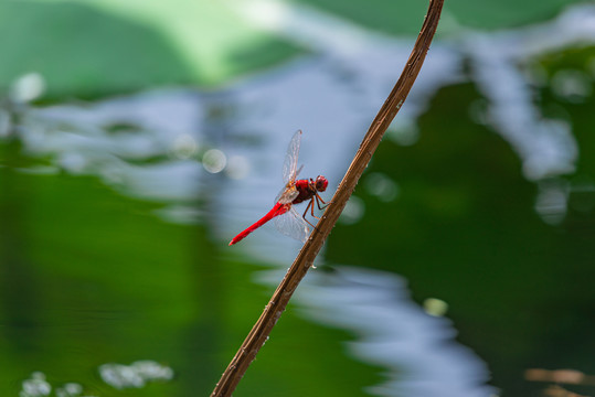 荷梗上的红色蜻蜓