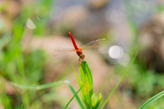 夏季红色蜻蜓