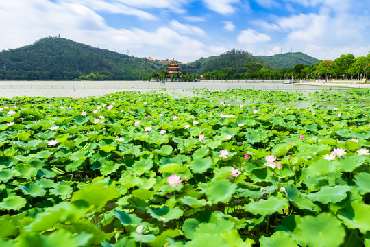 顺峰山公园荷花池