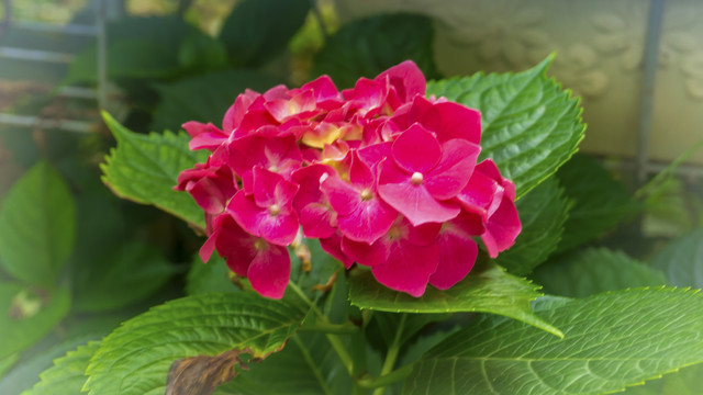 绣球花