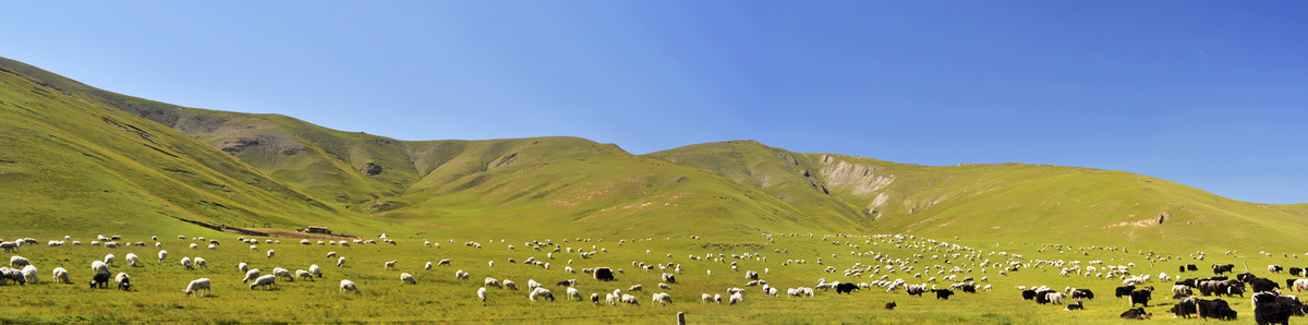 高原牧场