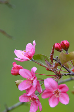 乔木海棠花妖娆花姿绿叶红花