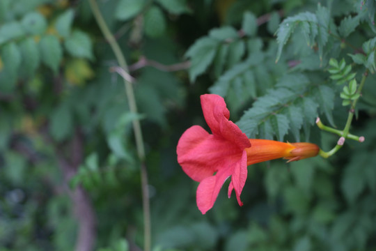 凌霄花开