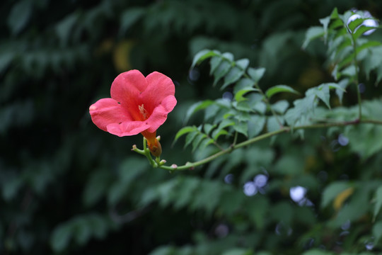 凌霄花开