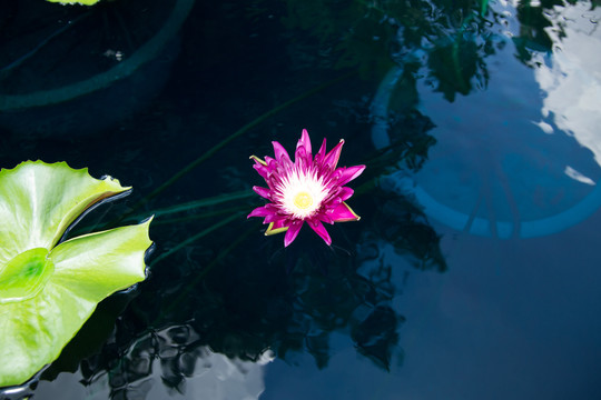 池塘里紫色的睡莲