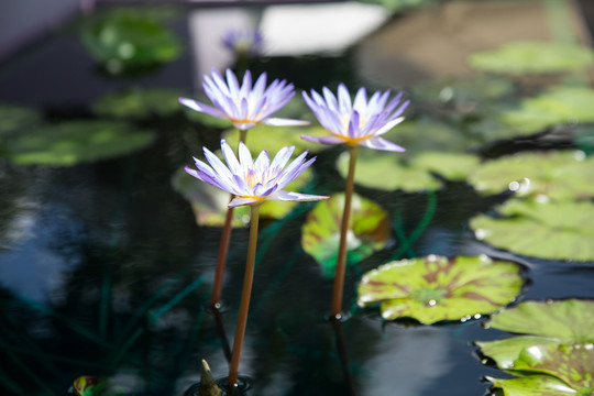 池塘里紫色的睡莲