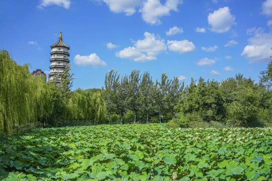 天津北宁公园高清大图