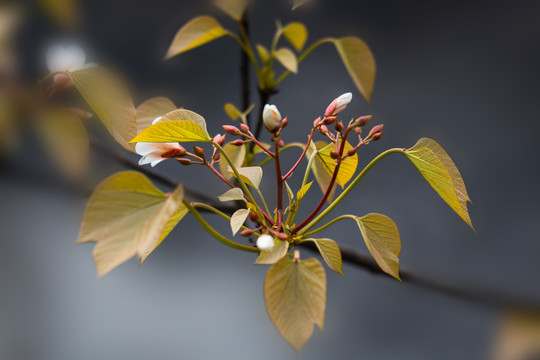 桐子花