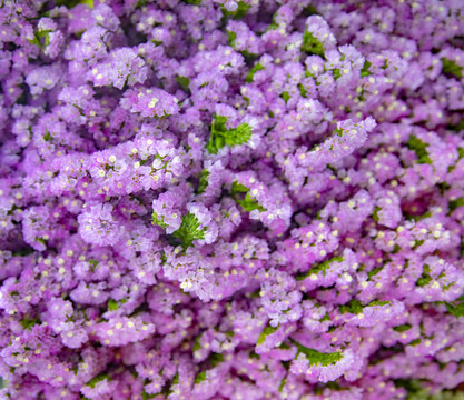 紫色鲜花背景