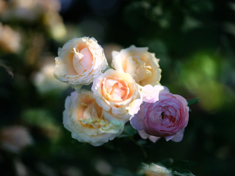 月季花