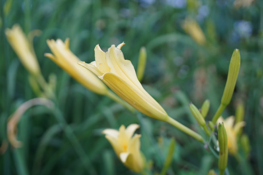 黄花菜