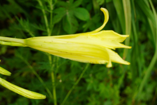 黄花菜