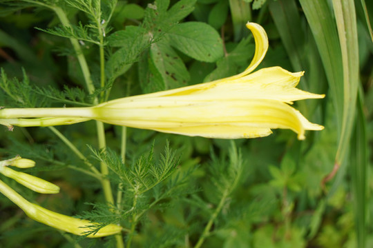 黄花菜