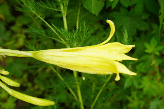 黄花菜