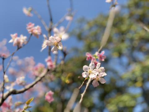 粉色樱花