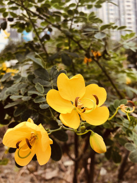 决明花