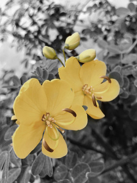 决明花