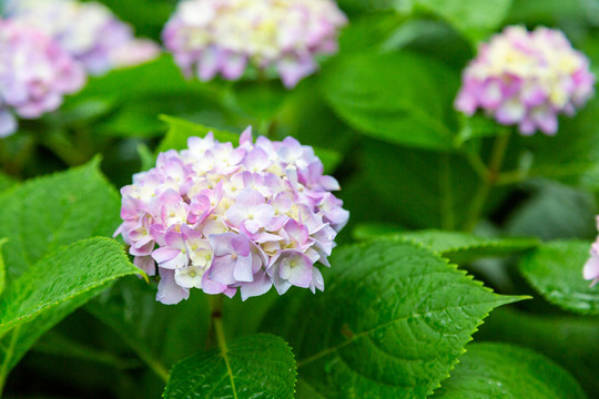 绣球花