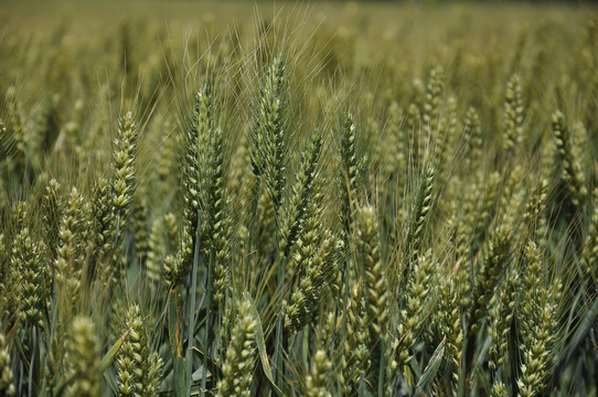 灌浆期的小麦