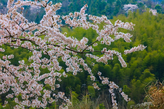 武宁太平山樱花