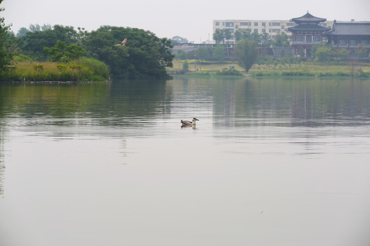 潜水鸭