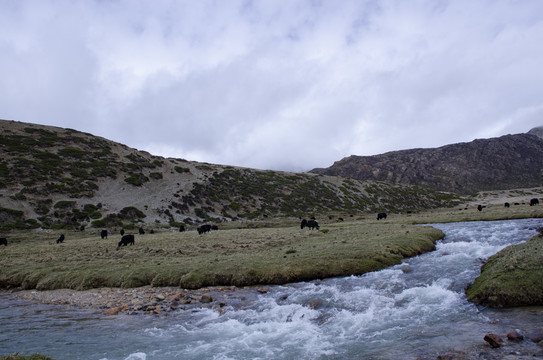 西藏风光草原上的牦牛