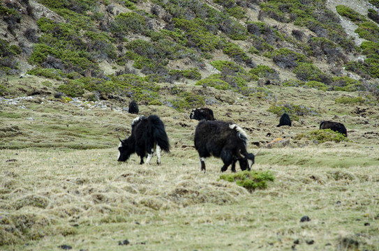 西藏风光草原上的牦牛