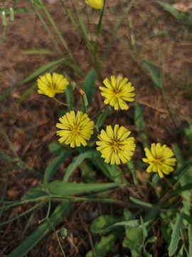 小苦荬