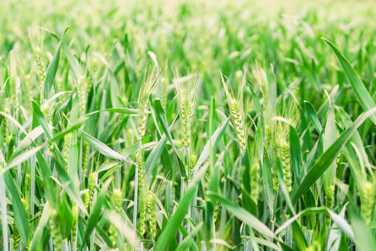 绿色农业新疆小麦面粉