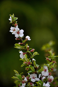 樱桃花