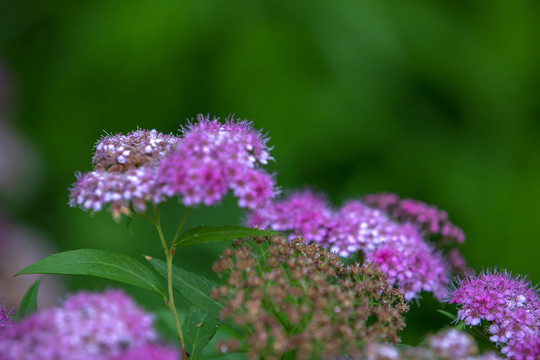 粉花绣线菊