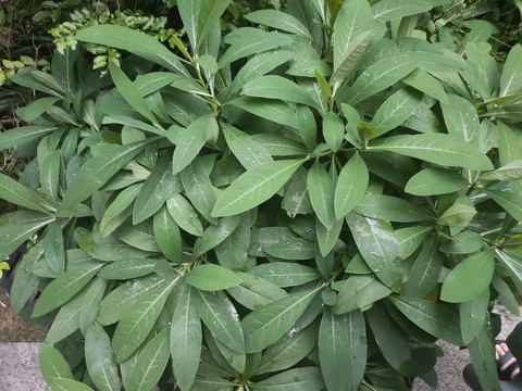 结香树