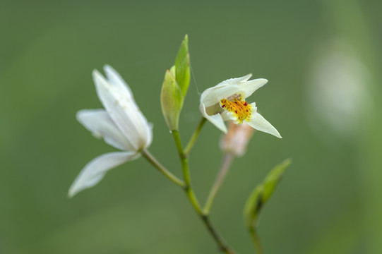 野生药材白芨