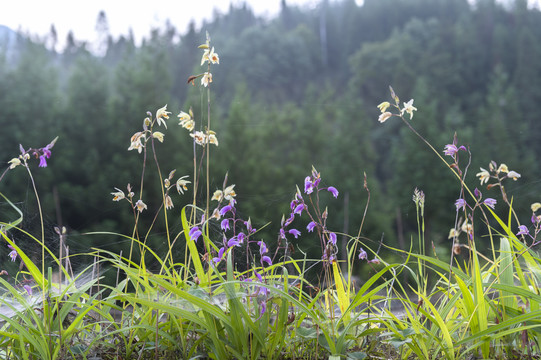 野生药材白芨