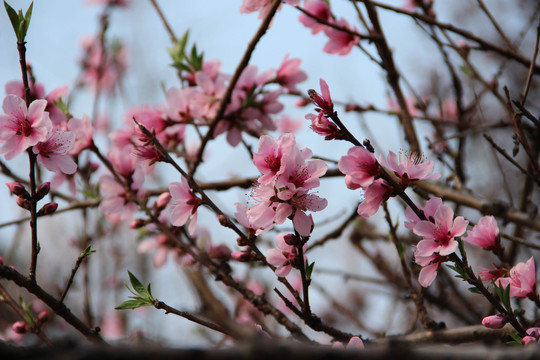 桃花