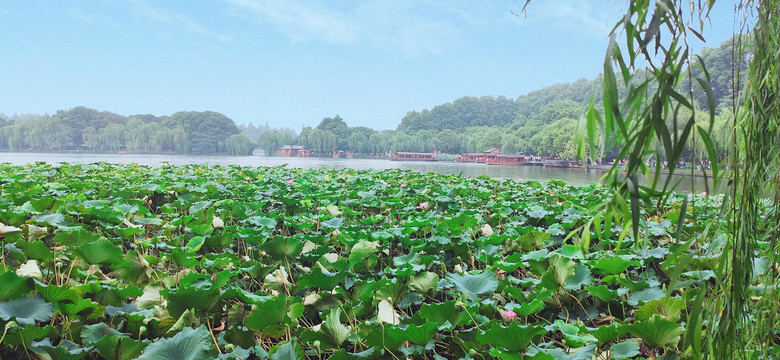 西湖荷花美景