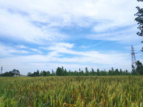 麦田