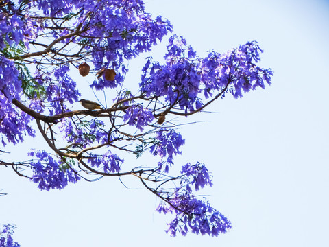 蓝花楹树枝