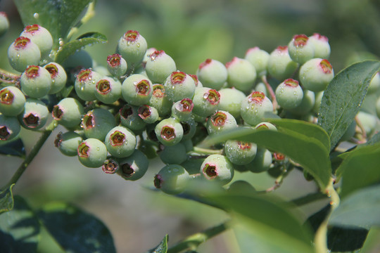 青涩蓝莓