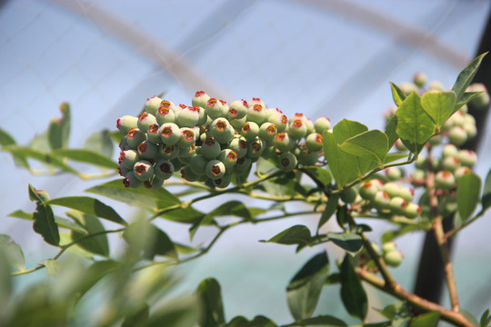 枝头一串串蓝莓