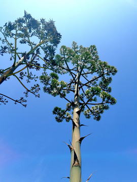 剑麻龙舌兰开花