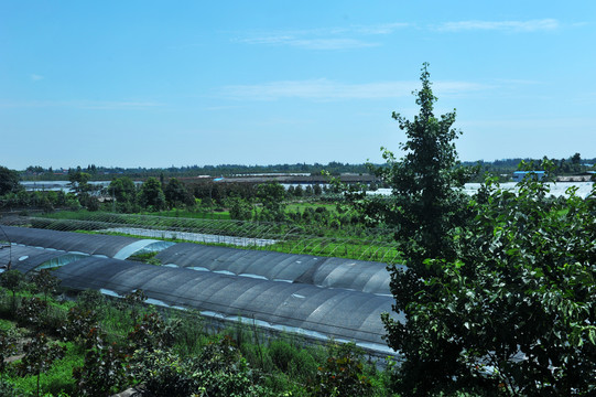 蔬菜种植基地