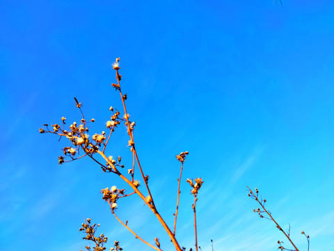 野草秋季