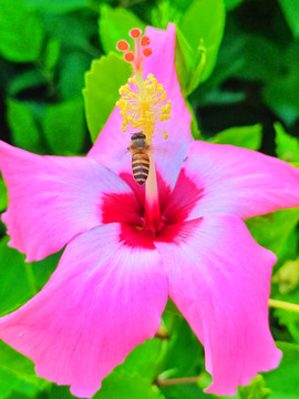 蜜蜂特写花朵