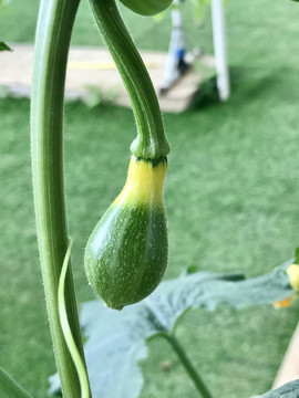 嫩绿双色胡芦儿