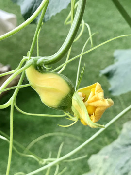 胡芦苗