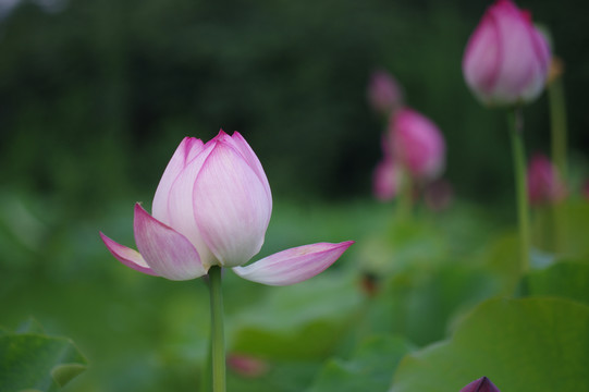 莲叶何田田