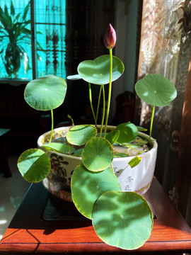 碗莲开花