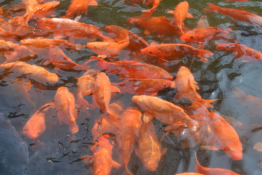 鲤鱼池